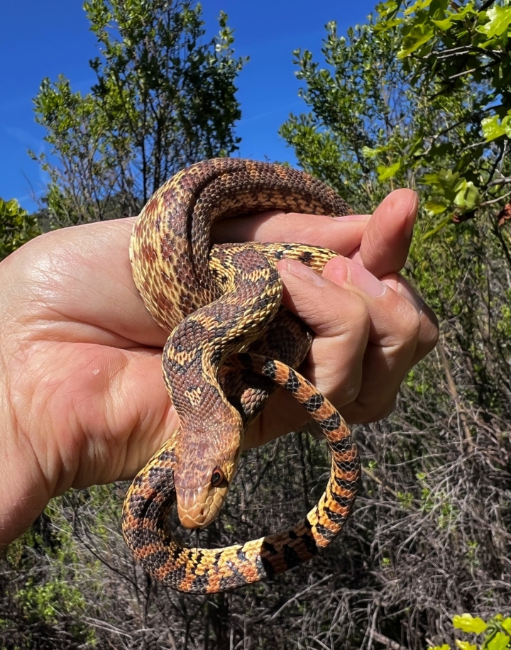 Pacific Gopher Snake